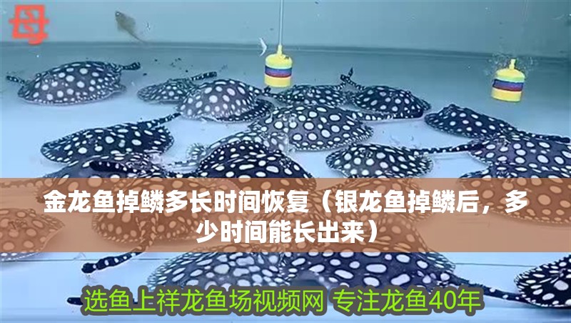 金龍魚掉鱗多長時間恢復(fù)（銀龍魚掉鱗后，多少時間能長出來）