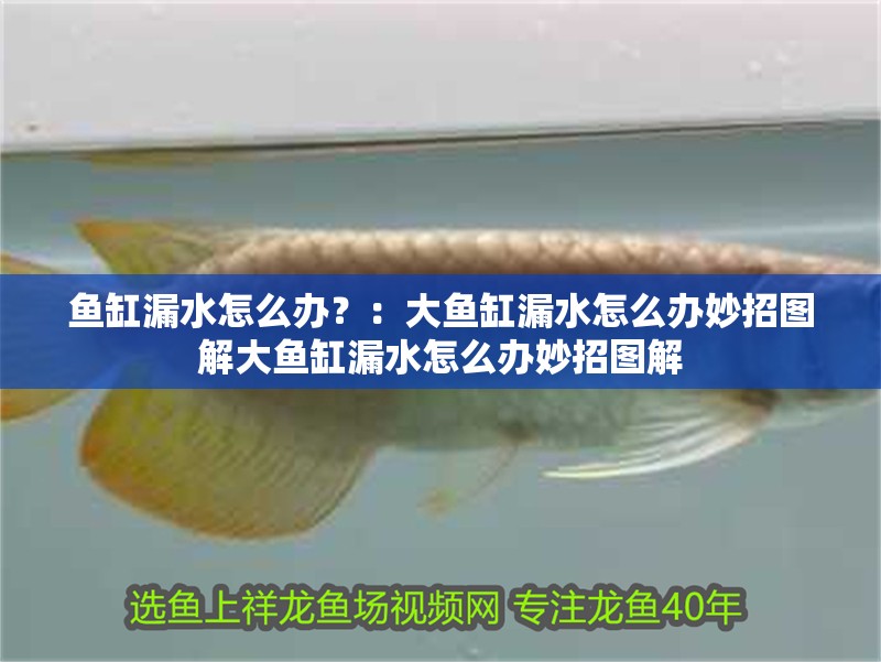 魚缸漏水怎么辦？：大魚缸漏水怎么辦妙招圖解大魚缸漏水怎么辦妙招圖解