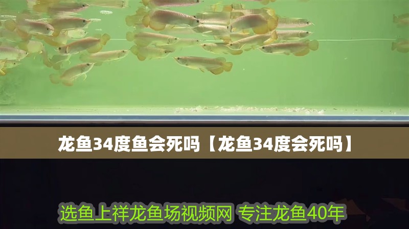 龍魚34度魚會死嗎【龍魚34度會死嗎】