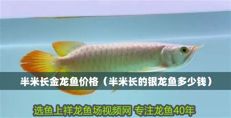 半米長金龍魚價格（半米長的銀龍魚多少錢）