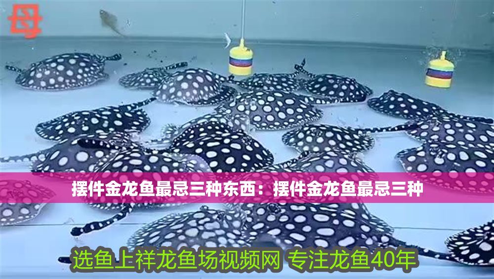 詳細閱讀:擺件金龍魚最忌三種東西:擺件金龍魚最忌三種 擺件金龍魚最忌三種東西:擺件金龍魚最忌三種