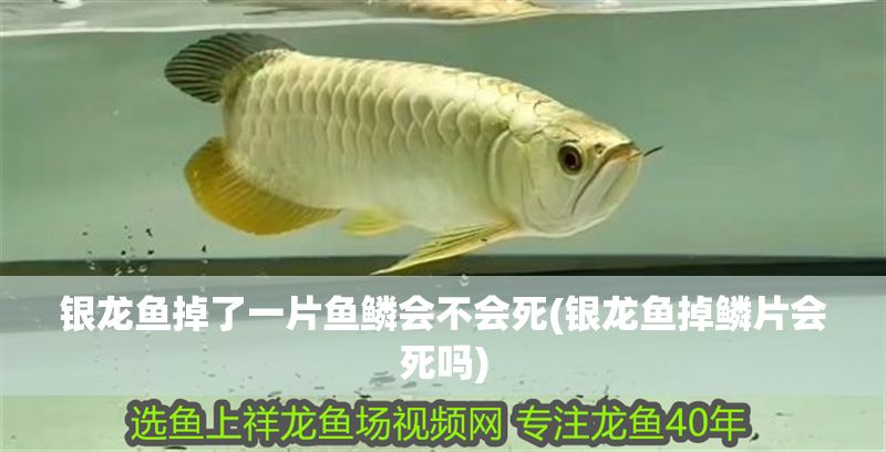 銀龍魚掉了一片魚鱗會(huì)不會(huì)死(銀龍魚掉鱗片會(huì)死嗎)