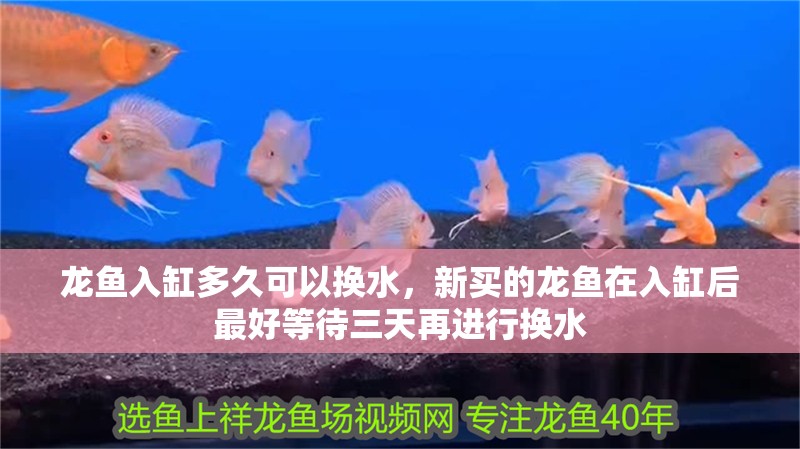 龍魚入缸多久可以換水，新買的龍魚在入缸后最好等待三天再進行換水