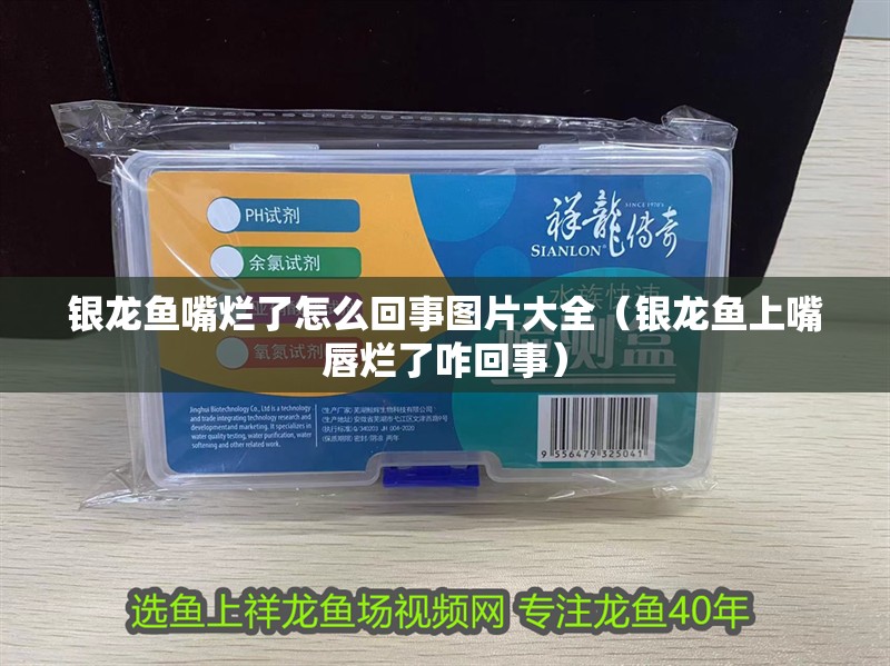 銀龍魚嘴爛了怎么回事圖片大全（銀龍魚上嘴唇爛了咋回事）