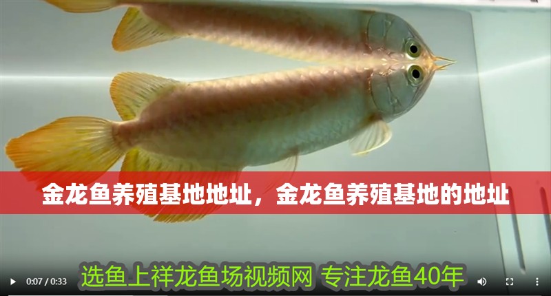 金龍魚養(yǎng)殖基地地址，金龍魚養(yǎng)殖基地的地址