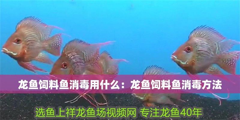龍魚飼料魚消毒用什么：龍魚飼料魚消毒方法