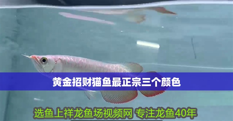 黃金招財貓魚最正宗三個顏色