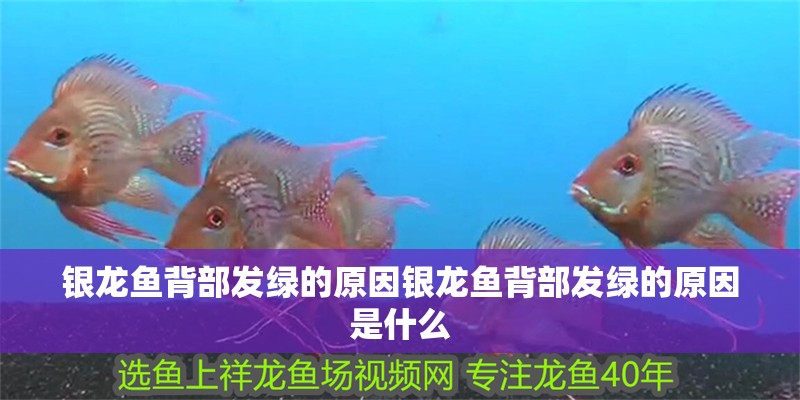 銀龍魚背部發綠的原因銀龍魚背部發綠的原因是什么