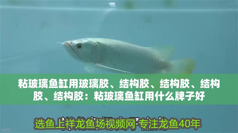 粘玻璃魚缸用玻璃膠、結構膠、結構膠、結構膠、結構膠：粘玻璃魚缸用什么牌子好