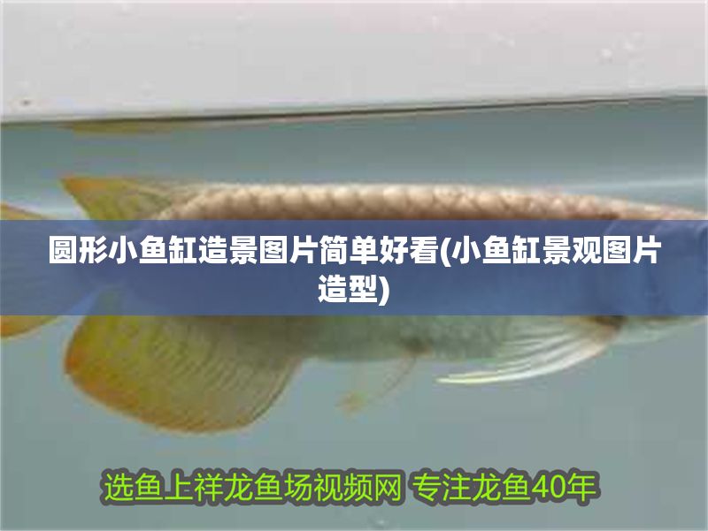 圓形小魚缸造景圖片簡單好看(小魚缸景觀圖片造型)