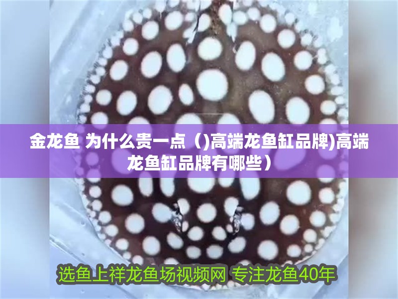 金龍魚 為什么貴一點（)高端龍魚缸品牌)高端龍魚缸品牌有哪些）