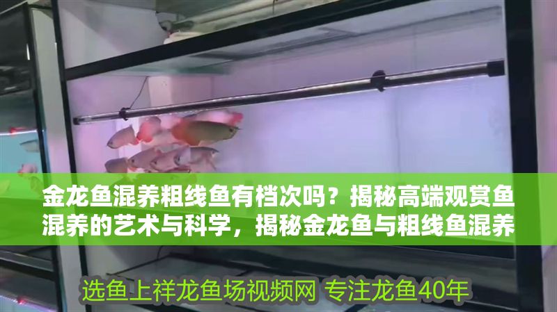 金龍魚混養粗線魚有檔次嗎？揭秘高端觀賞魚混養的藝術與科學，揭秘金龍魚與粗線魚混養，高端觀賞魚搭配的藝術與科學