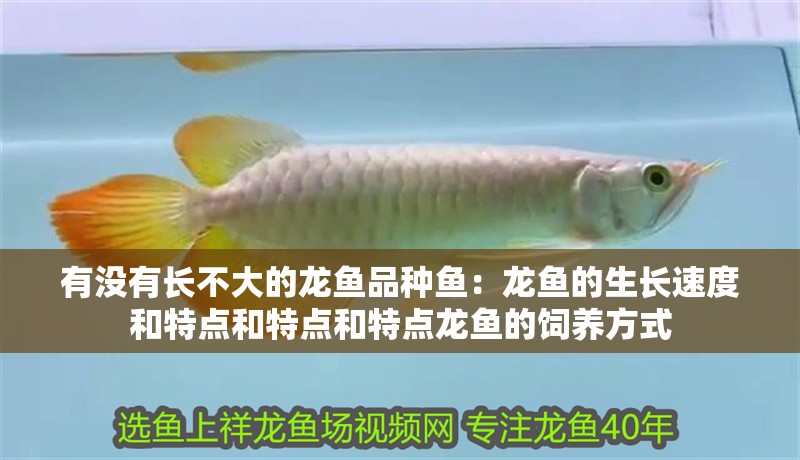有沒有長不大的龍魚品種魚：龍魚的生長速度和特點和特點和特點龍魚的飼養方式