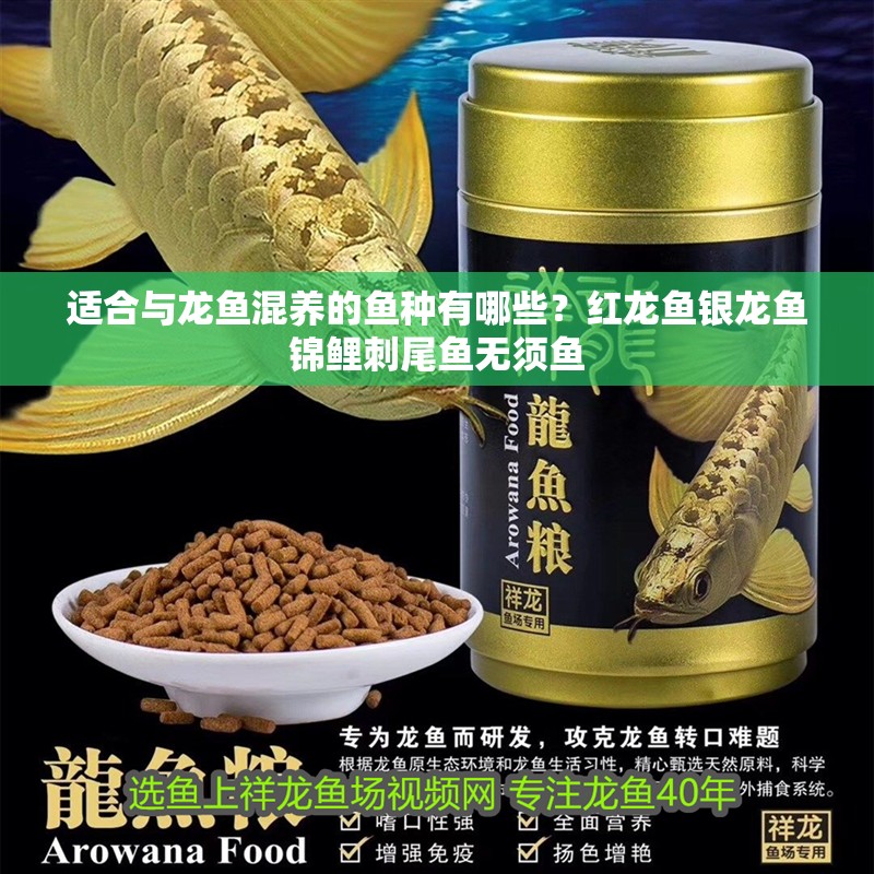 適合與龍魚混養(yǎng)的魚種有哪些？紅龍魚銀龍魚錦鯉刺尾魚無(wú)須魚