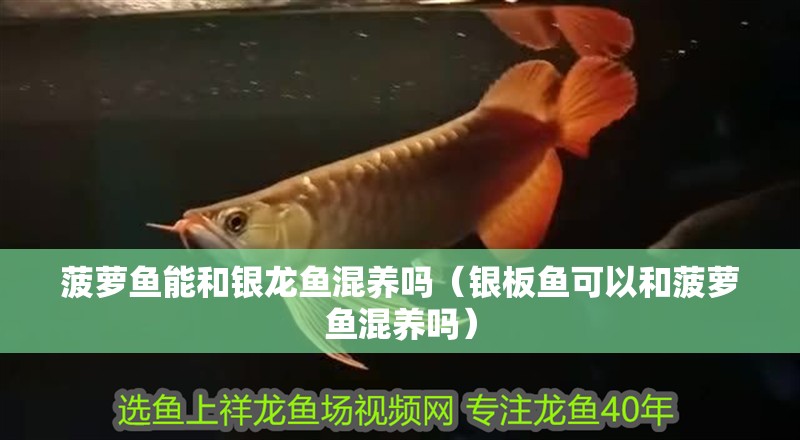 菠蘿魚能和銀龍魚混養(yǎng)嗎（銀板魚可以和菠蘿魚混養(yǎng)嗎）
