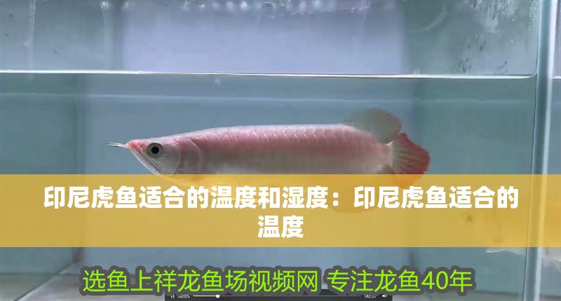 印尼虎魚適合的溫度和濕度：印尼虎魚適合的溫度