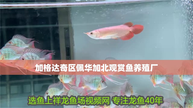 加格達奇區佩華加北觀賞魚養殖廠