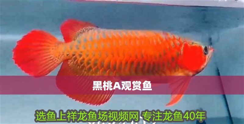 黑桃A觀賞魚