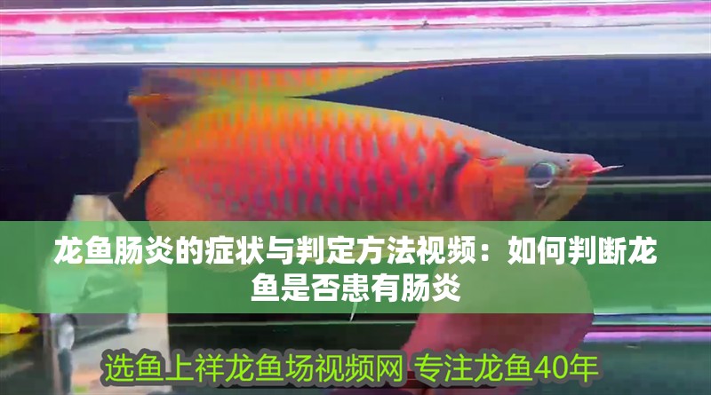 龍魚腸炎的癥狀與判定方法視頻：如何判斷龍魚是否患有腸炎