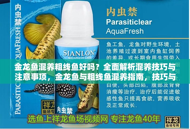金龍魚混養粗線魚好嗎？全面解析混養技巧與注意事項，金龍魚與粗線魚混養指南，技巧與注意事項全解析 金龍魚混養粗線魚好嗎？全面解析混養技巧與注意事項，金龍魚與粗線魚混養指南，技巧與注意事項全解析 龍魚百科 第1張