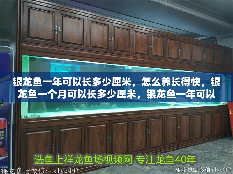 銀龍魚(yú)一年可以長(zhǎng)多少厘米，怎么養(yǎng)長(zhǎng)得快，銀龍魚(yú)一個(gè)月可以長(zhǎng)多少厘米，銀龍魚(yú)一年可以長(zhǎng)多少厘米