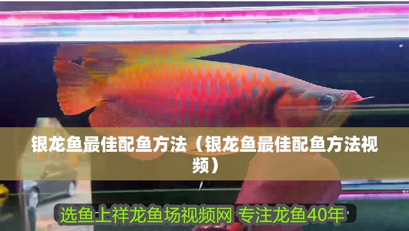 銀龍魚最佳配魚方法（銀龍魚最佳配魚方法視頻）