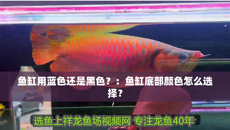 魚缸用藍色還是黑色？：魚缸底部顏色怎么選擇？