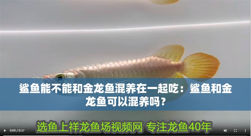 鯊魚能不能和金龍魚混養在一起吃：鯊魚和金龍魚可以混養嗎？
