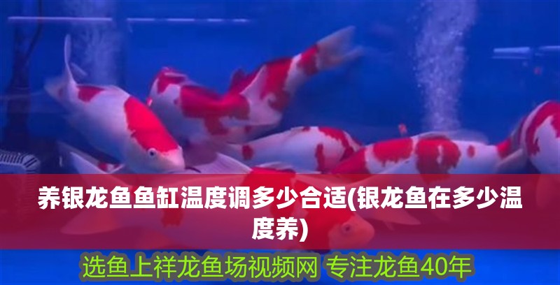 養(yǎng)銀龍魚(yú)魚(yú)缸溫度調(diào)多少合適(銀龍魚(yú)在多少溫度養(yǎng))