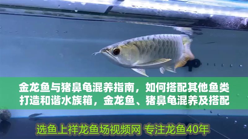 金龍魚與豬鼻龜混養(yǎng)指南，如何搭配其他魚類打造和諧水族箱，金龍魚、豬鼻龜混養(yǎng)及搭配魚類的和諧水族箱指南