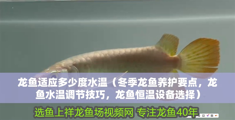 龍魚適應多少度水溫（冬季龍魚養護要點，龍魚水溫調節技巧，龍魚恒溫設備選擇）