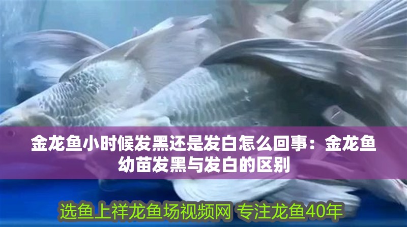 金龍魚小時(shí)候發(fā)黑還是發(fā)白怎么回事：金龍魚幼苗發(fā)黑與發(fā)白的區(qū)別