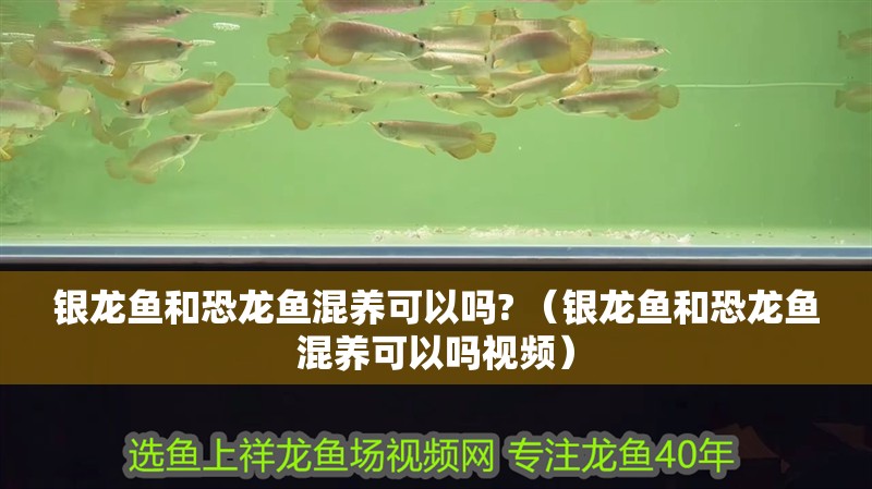 銀龍魚和恐龍魚混養可以嗎? （銀龍魚和恐龍魚混養可以嗎視頻）