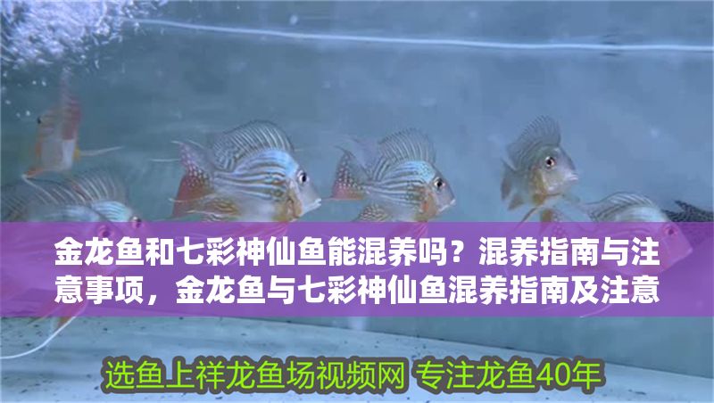 金龍魚和七彩神仙魚能混養嗎？混養指南與注意事項，金龍魚與七彩神仙魚混養指南及注意事項