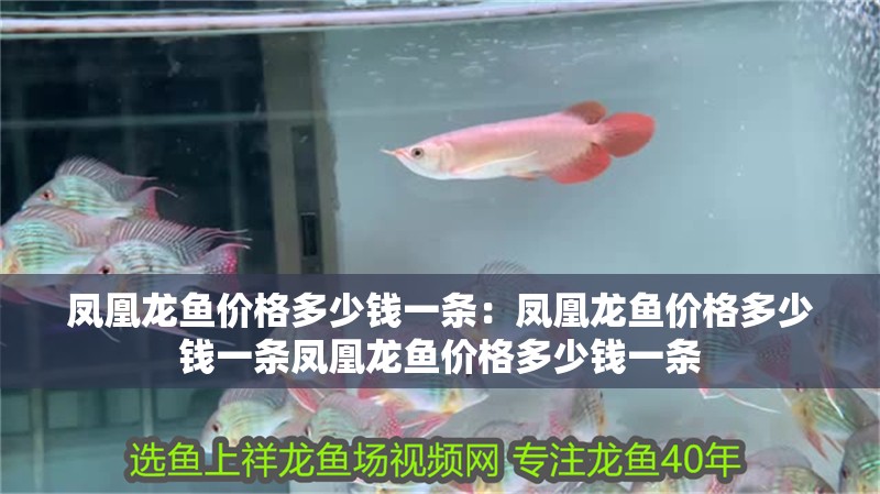 鳳凰龍魚價格多少錢一條：鳳凰龍魚價格多少錢一條鳳凰龍魚價格多少錢一條
