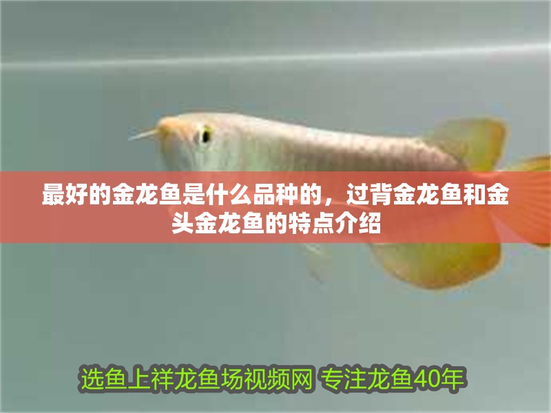 最好的金龍魚是什么品種的，過背金龍魚和金頭金龍魚的特點(diǎn)介紹