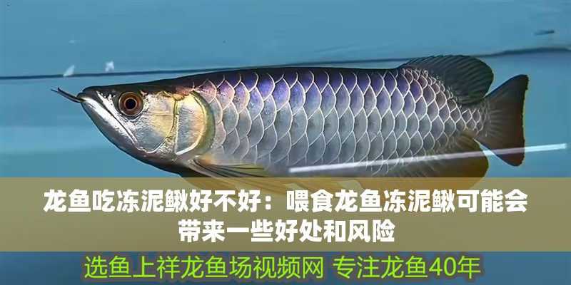 龍魚吃凍泥鰍好不好：喂食龍魚凍泥鰍可能會帶來一些好處和風險
