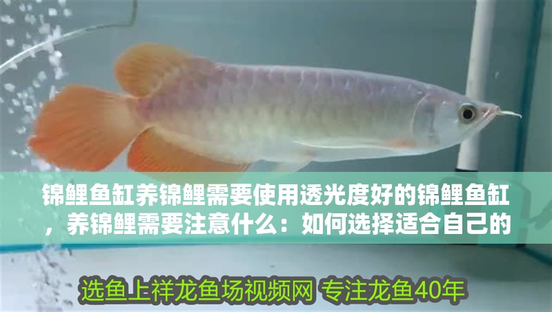 錦鯉魚缸養錦鯉需要使用透光度好的錦鯉魚缸，養錦鯉需要注意什么：如何選擇適合自己的錦鯉魚缸
