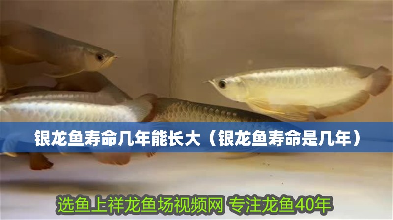 銀龍魚壽命幾年能長大（銀龍魚壽命是幾年）