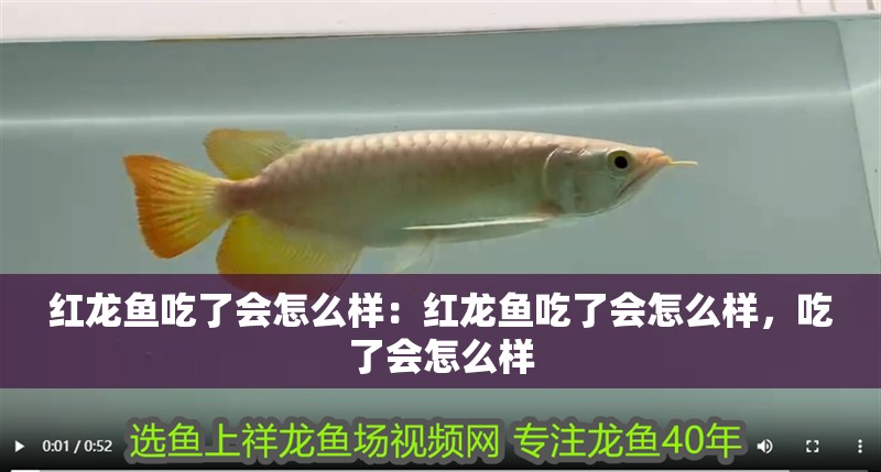 紅龍魚吃了會(huì)怎么樣：紅龍魚吃了會(huì)怎么樣，吃了會(huì)怎么樣