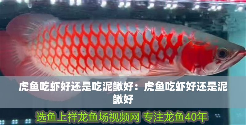 虎魚(yú)吃蝦好還是吃泥鰍好：虎魚(yú)吃蝦好還是泥鰍好
