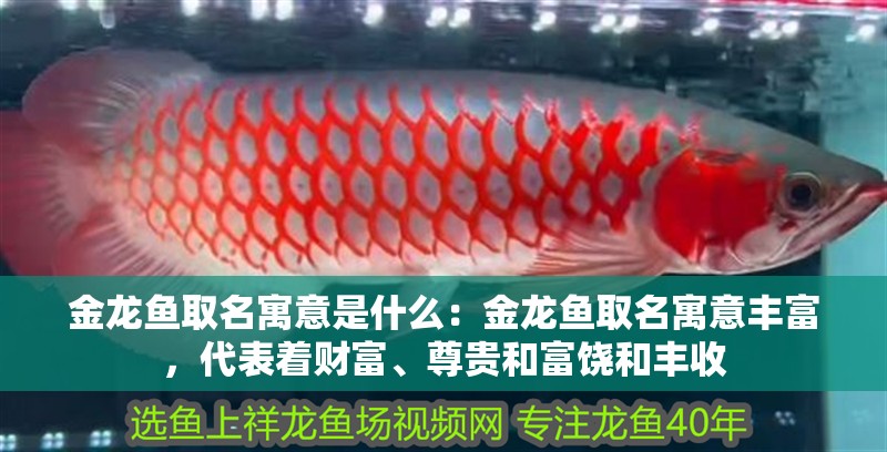 金龍魚取名寓意是什么：金龍魚取名寓意豐富，代表著財富、尊貴和富饒和豐收