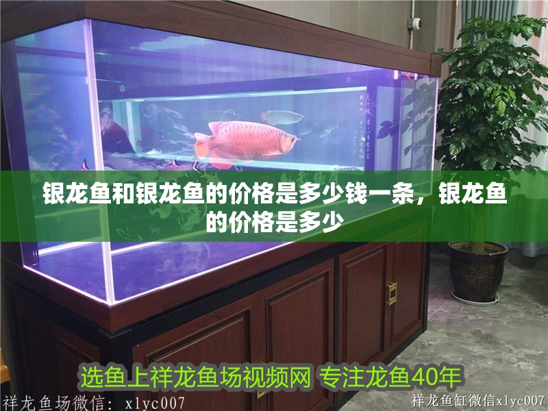 銀龍魚和銀龍魚的價格是多少錢一條，銀龍魚的價格是多少