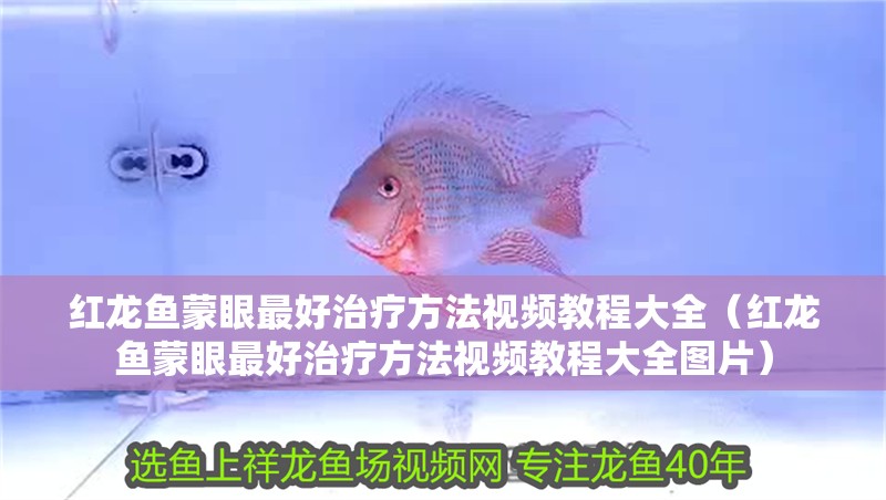 紅龍魚蒙眼最好治療方法視頻教程大全（紅龍魚蒙眼最好治療方法視頻教程大全圖片）