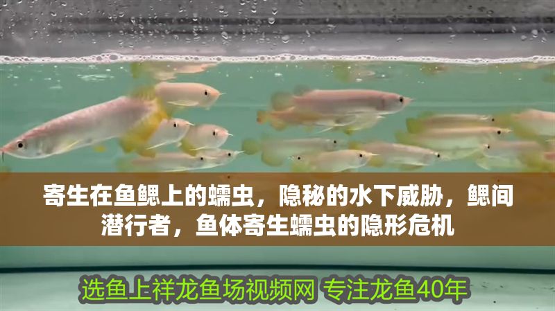 寄生在魚鰓上的蠕蟲，隱秘的水下威脅，鰓間潛行者，魚體寄生蠕蟲的隱形危機(jī)