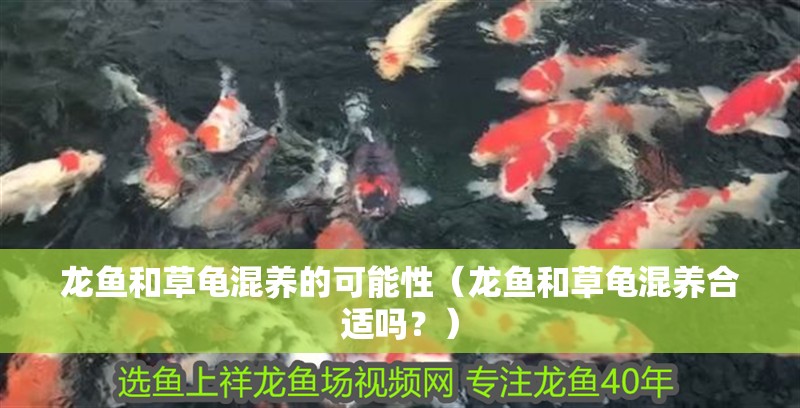 龍魚和草龜混養的可能性（龍魚和草龜混養合適嗎？）