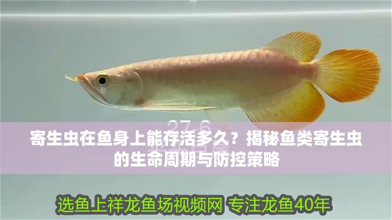 寄生蟲在魚身上能存活多久？揭秘魚類寄生蟲的生命周期與防控策略