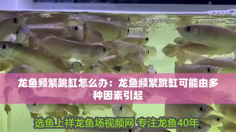 龍魚頻繁跳缸怎么辦：龍魚頻繁跳缸可能由多種因素引起