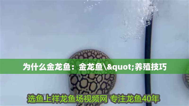 為什么金龍魚：金龍魚\"養(yǎng)殖技巧