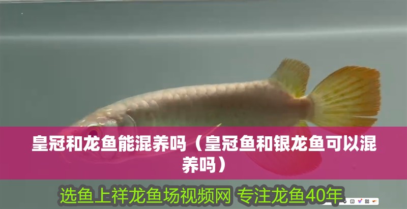 皇冠和龍魚能混養嗎（皇冠魚和銀龍魚可以混養嗎）